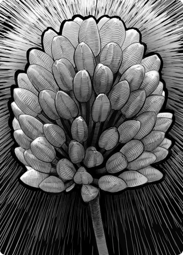 Fleur Du Trèfle De Lumière